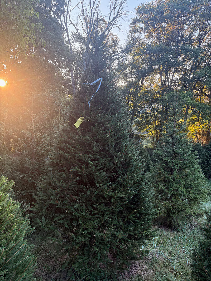 8' 9" Choose and Cut Norway Spruce, 51" Base