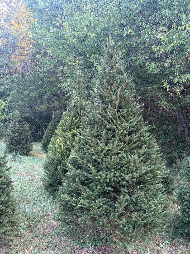 8' 9" Choose and Cut Norway Spruce, 51" Base