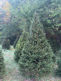 8' 9" Choose and Cut Norway Spruce, 51" Base