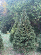 8' 9" Choose and Cut Norway Spruce, 51" Base
