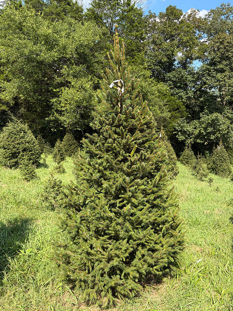 8' 5" Choose and Cut Norway Spruce, 53" Base