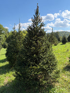8' 5" Choose and Cut Norway Spruce, 53" Base