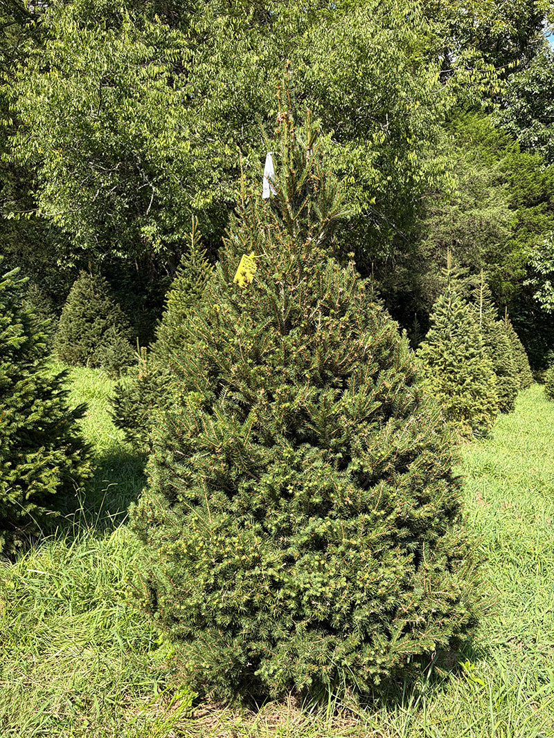 7' 6" Choose and Cut Norway Spruce, 54" Base