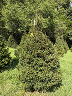 7' 6" Choose and Cut Norway Spruce, 54" Base