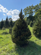 7' 6" Choose and Cut Norway Spruce, 54" Base