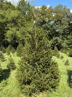 8' 10" Choose and Cut Norway Spruce, 55" Base