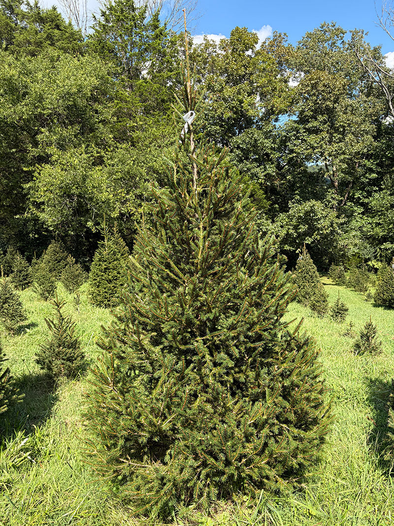 8' 10" Choose and Cut Norway Spruce, 55" Base