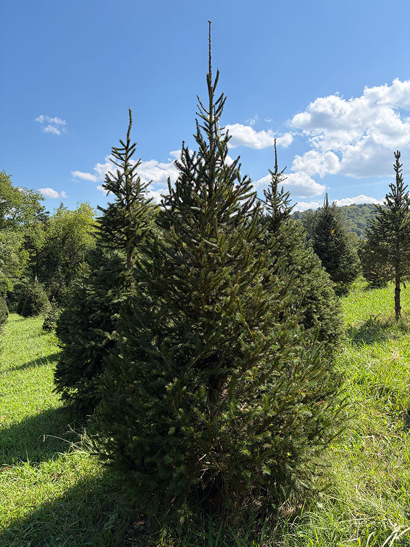 8' 10" Choose and Cut Norway Spruce, 55" Base