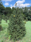 7' 6" Choose and Cut Norway Spruce, 53" Base