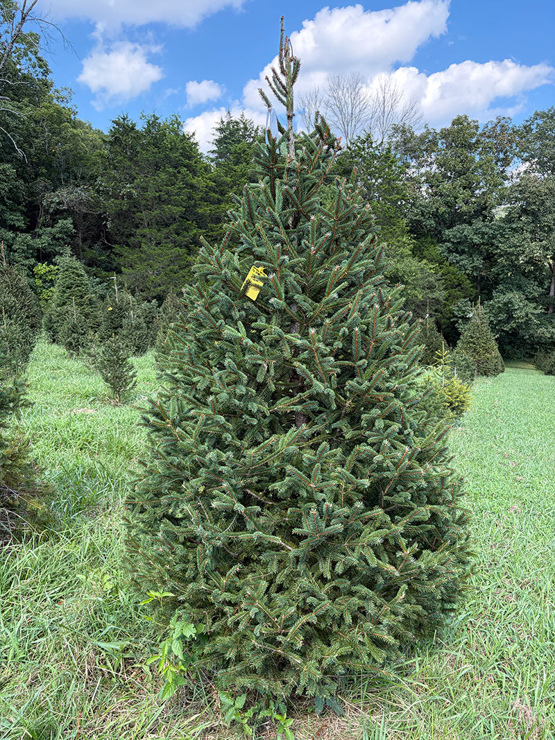 7' 6" Choose and Cut Norway Spruce, 53" Base