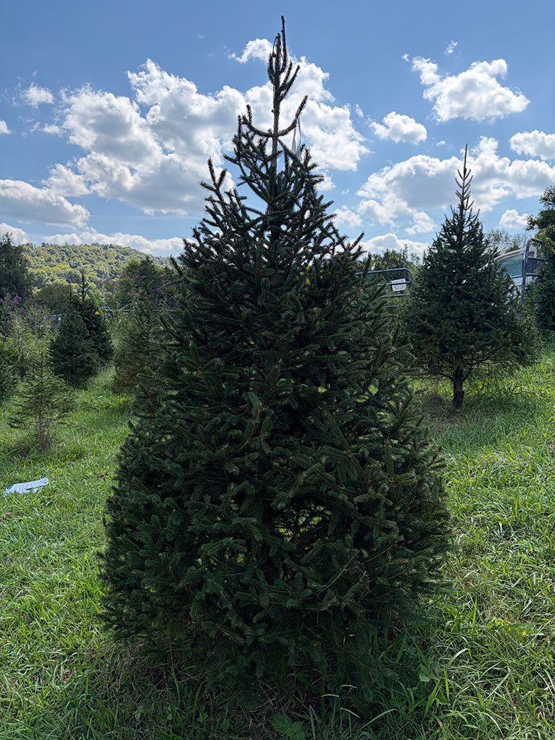 7' 6" Choose and Cut Norway Spruce, 53" Base