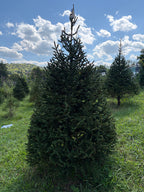 7' 6" Choose and Cut Norway Spruce, 53" Base