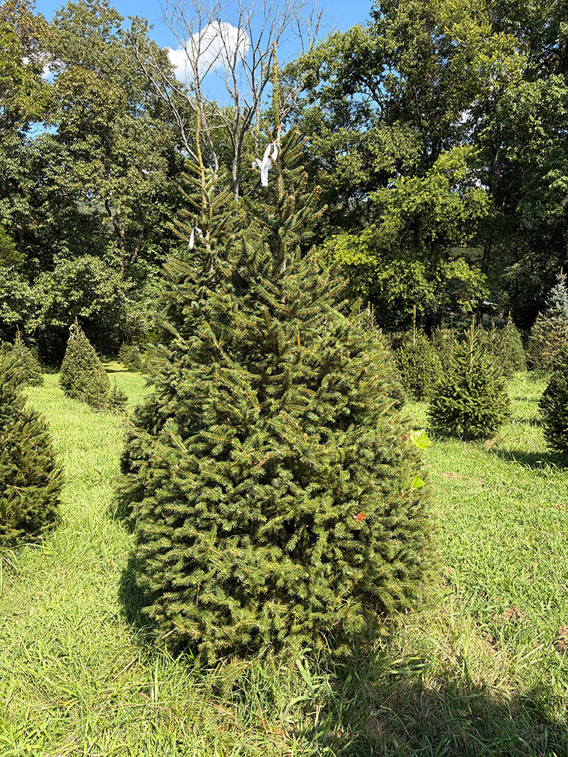 7' 11" Choose and Cut Norway Spruce, 50" Base