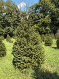 7' 11" Choose and Cut Norway Spruce, 50" Base