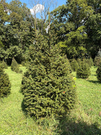 7' 11" Choose and Cut Norway Spruce, 50" Base