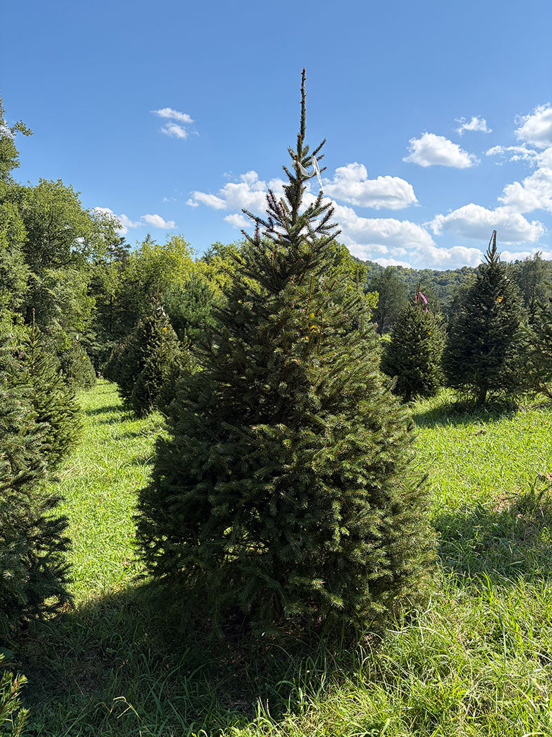 7' 11" Choose and Cut Norway Spruce, 50" Base