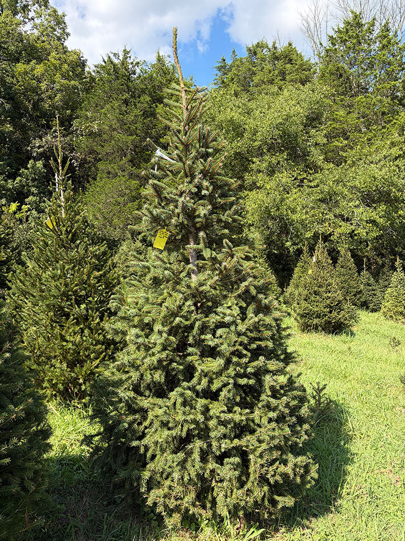 9' 1" Choose and Cut Norway Spruce, 54" Base