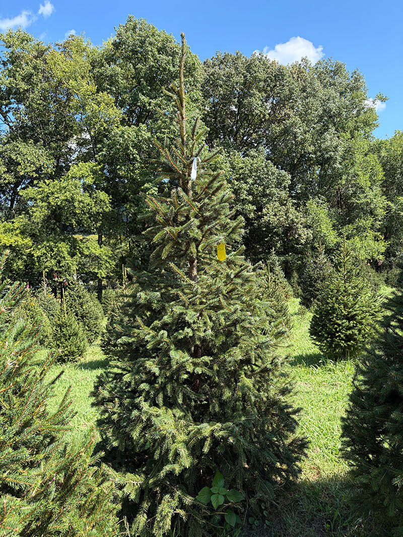 9' 1" Choose and Cut Norway Spruce, 54" Base