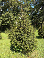 8' 9" Choose and Cut Norway Spruce, 60" Base