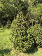 8' 9" Choose and Cut Norway Spruce, 60" Base