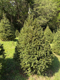 7' 4" Choose and Cut Norway Spruce, 56" Base