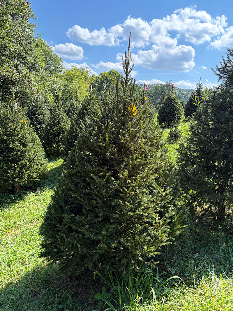 7' 4" Choose and Cut Norway Spruce, 56" Base
