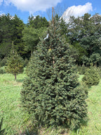 8' 1" Choose and Cut Norway Spruce, 53" Base