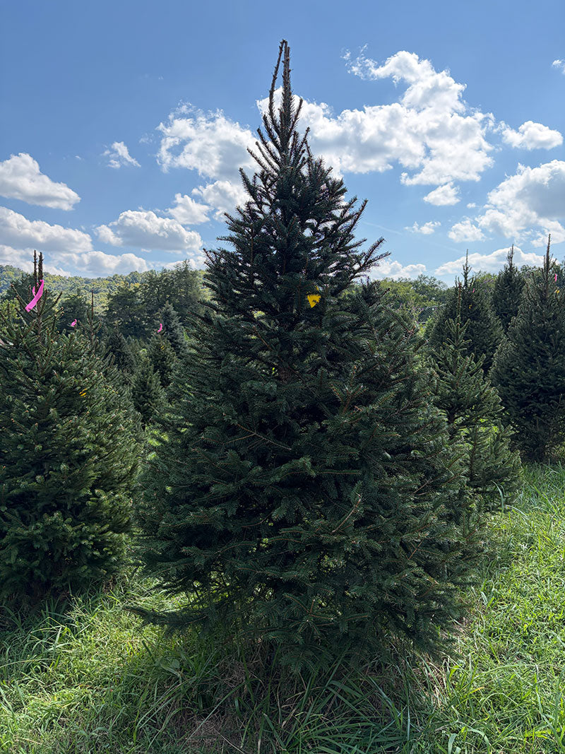 8' 1" Choose and Cut Norway Spruce, 53" Base