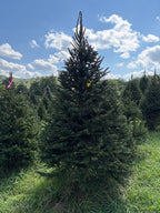 8' 1" Choose and Cut Norway Spruce, 53" Base