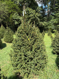 7' 4" Choose and Cut Norway Spruce, 58" Base