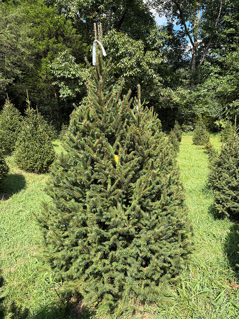 7' 4" Choose and Cut Norway Spruce, 58" Base