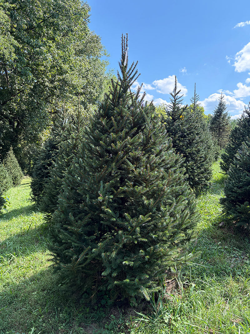 7' 4" Choose and Cut Norway Spruce, 58" Base