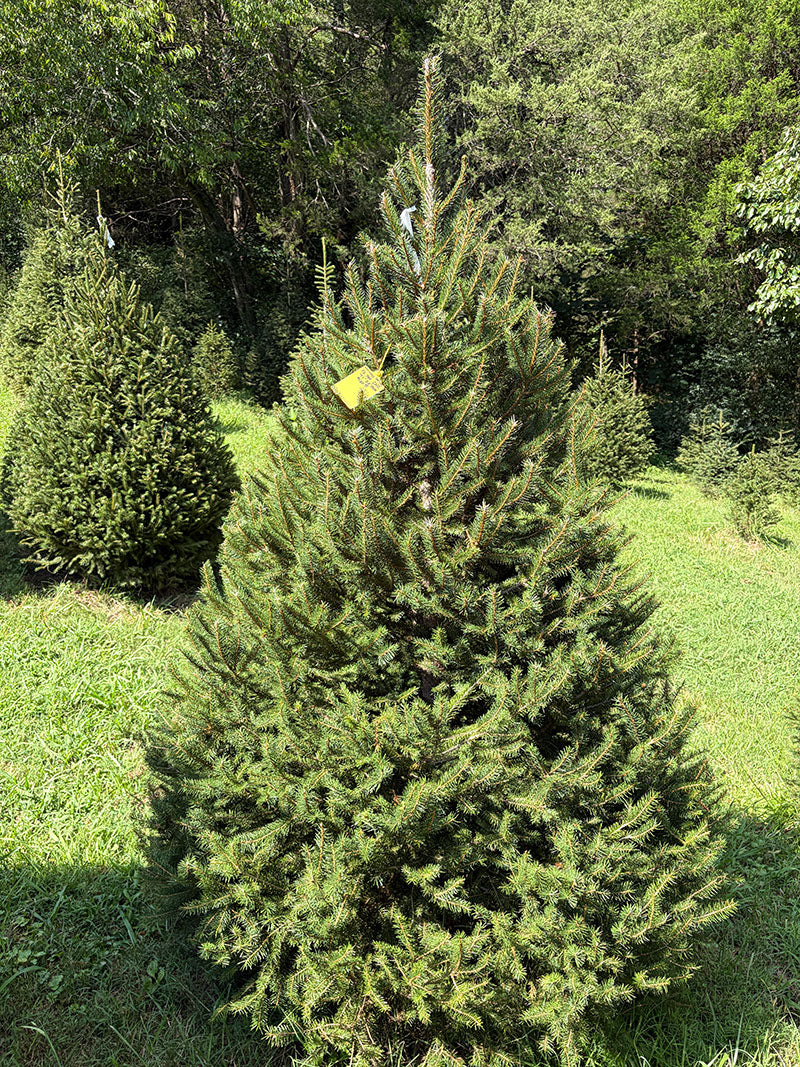 7' 1" Choose and Cut Norway Spruce, 52" Base