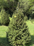 7' 1" Choose and Cut Norway Spruce, 52" Base