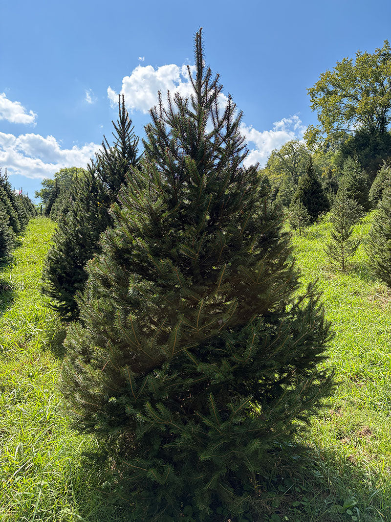 7' 1" Choose and Cut Norway Spruce, 52" Base