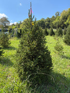 6' 8" Ball and Burlap Norway Spruce, 44" Base