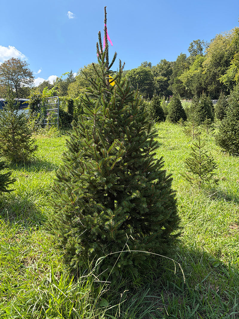 6' 8" Ball and Burlap Norway Spruce, 44" Base