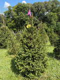 6' 8" Ball and Burlap Norway Spruce, 44" Base