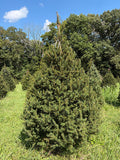 7' 10" Choose and Cut Norway Spruce, 54" Base