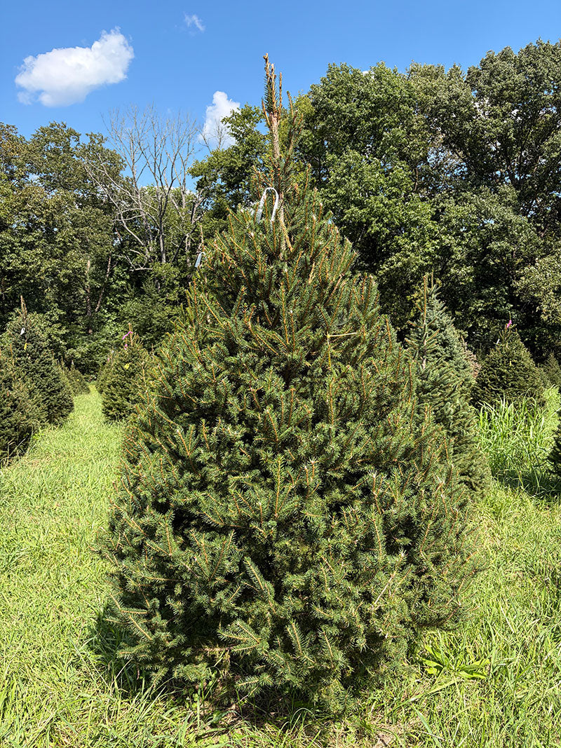 7' 10" Choose and Cut Norway Spruce, 54" Base