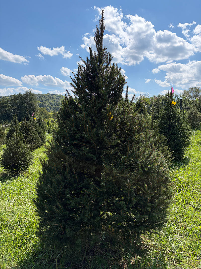 7' 10" Choose and Cut Norway Spruce, 54" Base