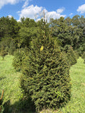 7' 4" Choose and Cut Norway Spruce, 51" Base