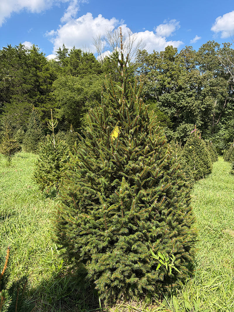 7' 4" Choose and Cut Norway Spruce, 51" Base