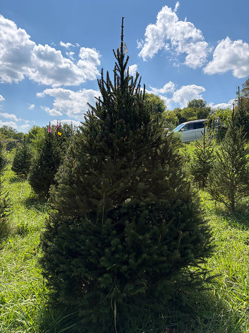 7' 4" Choose and Cut Norway Spruce, 51" Base