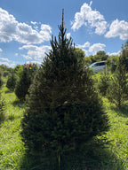 7' 4" Choose and Cut Norway Spruce, 51" Base