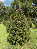 6' 9" Ball and Burlap Norway Spruce, 48" Base