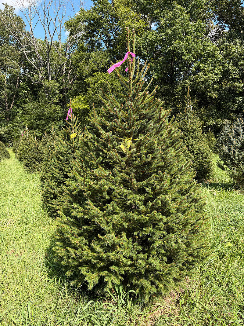 6' 9" Ball and Burlap Norway Spruce, 48" Base