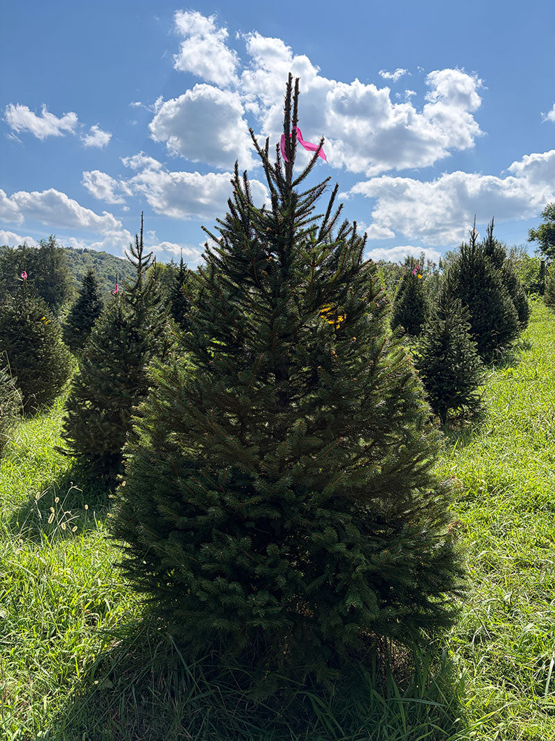 6' 9" Ball and Burlap Norway Spruce, 48" Base