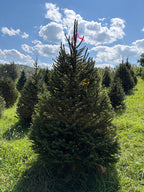 6' 9" Ball and Burlap Norway Spruce, 48" Base