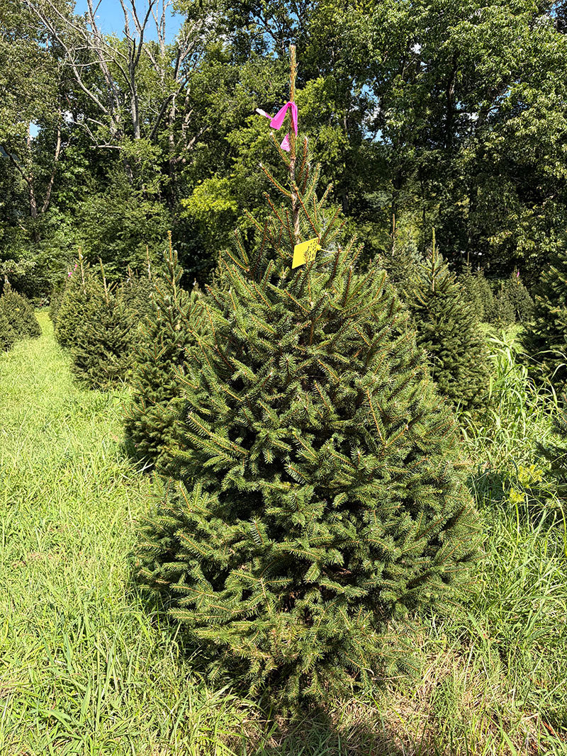 6' 1" Ball and Burlap Norway Spruce, 47" Base